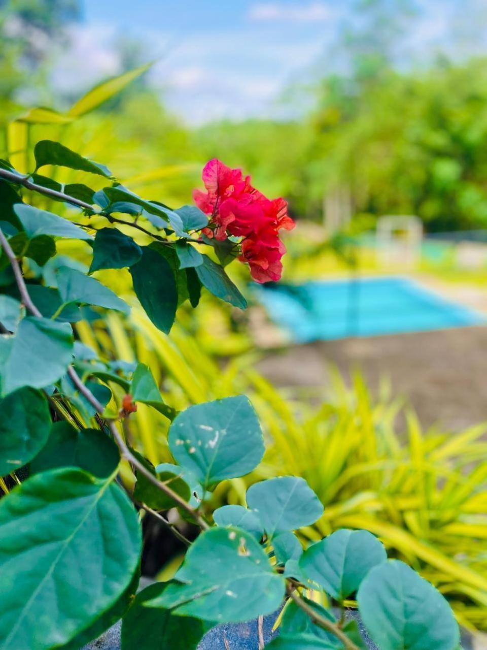 Hanthana Sk Paradise Gampola Exteriör bild